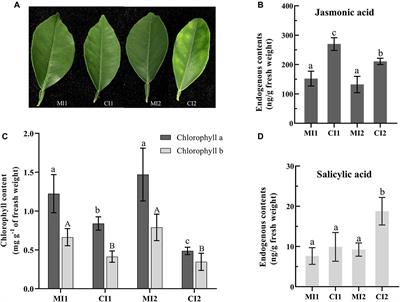Comparative Proteomic Analysis of Sweet Orange Petiole Provides Insights Into the Development of Huanglongbing Symptoms